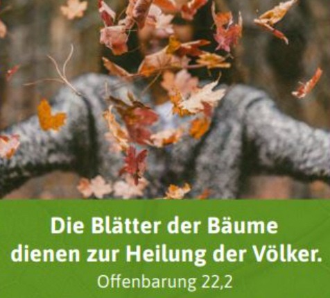 Read more about the article Veranstaltungsreihe “Baum – Zeiten”