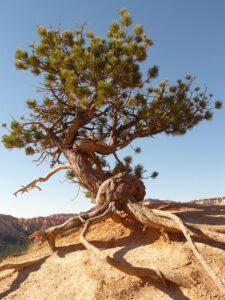 Mehr über den Artikel erfahren Christliche Hoffnung und gesellschaftliche Resilienz